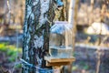 Production of birch sap in glass jar Royalty Free Stock Photo