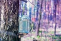 Production of birch sap in glass jar Royalty Free Stock Photo