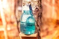 Production of birch sap in glass jar Royalty Free Stock Photo