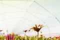 Many orange flowers in the greenhouse. The production and cultivation of flowers. Huge plantation of Gazania. Flower Gazania close Royalty Free Stock Photo