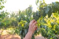 Production of ecological products. The gardener collects red ripe peaches from a tree branch Royalty Free Stock Photo