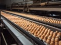 production. egg incubator and conveyor belt for subsequent packaging of eggs