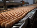 production. egg incubator and conveyor belt for subsequent packaging of eggs Royalty Free Stock Photo