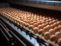 production. egg incubator and conveyor belt for subsequent packaging of eggs Royalty Free Stock Photo