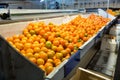 Production facilities for mandarins on agricultural farm
