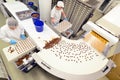 Production of pralines in a factory for the food industry - conveyor belt worker with chocolate