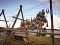 Production of stockfish from cod, drying flake in Norway