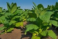 Production of tobacco leaf. Nicotiana tabacum.