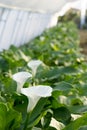 Production of white calla flowers in the greenhouse Royalty Free Stock Photo