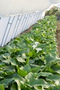 Production of white calla flowers in the greenhouse Royalty Free Stock Photo