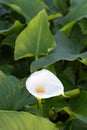 Production of white calla flowers in the greenhouse Royalty Free Stock Photo