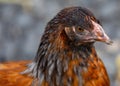Burford Brown Chicken (Hybrid Breed) - Globally Farmed Royalty Free Stock Photo