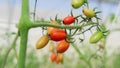 Productivity of plants emerging from stubs The fruit looks orange when ripe.