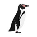 Spheniscus humboldti - Humboldt penguin - Lateral view Royalty Free Stock Photo