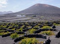 Vigneti a Lanzarote Royalty Free Stock Photo