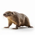 Professional 8k Uhd Photo Of A Mole In Movement On White Background