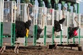 Ostrich Racing in Phoenix, Arizona Royalty Free Stock Photo