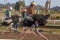 Ostrich Racing in Phoenix, Arizona Royalty Free Stock Photo