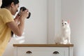 Professional animal photographer taking picture of white cat indoors Royalty Free Stock Photo