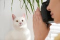 Professional animal photographer taking picture of white cat indoors, closeup Royalty Free Stock Photo