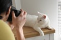 Professional animal photographer taking picture of white cat indoors, closeup Royalty Free Stock Photo