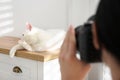 Professional animal photographer taking picture of white cat indoors, closeup Royalty Free Stock Photo