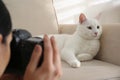 Professional animal photographer taking picture of white cat indoors, closeup Royalty Free Stock Photo