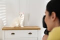 Professional animal photographer taking picture of white cat indoors, closeup Royalty Free Stock Photo