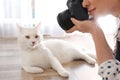 Professional animal photographer taking picture of white cat indoors, closeup Royalty Free Stock Photo