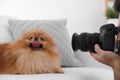 Professional animal photographer taking picture of Pomeranian spitz dog indoors, closeup