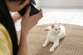 Professional animal photographer taking picture of white cat indoors, closeup Royalty Free Stock Photo