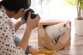Professional animal photographer taking picture of white cat indoors, closeup Royalty Free Stock Photo