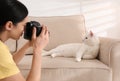 Professional animal photographer taking picture of white cat indoors, closeup Royalty Free Stock Photo