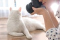 Professional animal photographer taking picture of white cat indoors, closeup Royalty Free Stock Photo