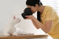 Professional animal photographer taking picture of white cat indoors Royalty Free Stock Photo