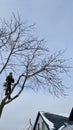 An arborist cuts a tree with a chainsaw in winter