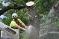 Professional Arborist Working in Crown of Large Tree Royalty Free Stock Photo