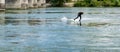 Professional bungee surfer Sebastian Dessecker bungee surfing on the Rhine near Bad Saeckingen