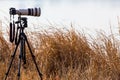 Professional camera with telephoto lens on a tripod Royalty Free Stock Photo