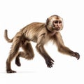 Professional Capuchin Monkey Photo: Full Body In Motion, Isolated On White Background Royalty Free Stock Photo