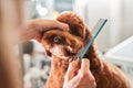 Woman combing fur of the labradoodle dog