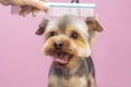 Dog gets hair cut at Pet Spa Grooming Salon. Closeup of Dog. Royalty Free Stock Photo