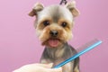 Dog gets hair cut at Pet Spa Grooming Salon. Closeup of Dog. Royalty Free Stock Photo