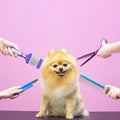 Professional cares for a dog in a specialized salon. Groomers holding tools at the hands. Royalty Free Stock Photo