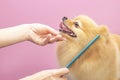 Professional cares for a dog in a specialized salon. Groomers holding tools at the hands. Royalty Free Stock Photo