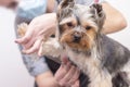 Professional cares for a dog in a specialized salon. Groomers holding tools at the hands.