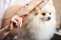 professional cares for a dog in a specialized salon by master, combing hair Royalty Free Stock Photo