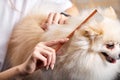 professional cares for a dog in a specialized salon by master, combing hair Royalty Free Stock Photo