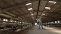 Cattleman cleaning goat stable with wooden broom