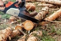 Professional chainsaw close up, logging. Cutting down trees, forest destruction. The concept of industrial destruction of trees, Royalty Free Stock Photo